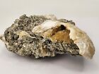 Ruck s Pit Calcite Clam Fossils - Mercenaria Permagna - Ft Drum  Florida 
