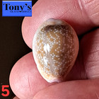 Cypraea Helvola Hawaiiensis  5  21 1mm Gem  Gorgeous Beauty From Hawaii