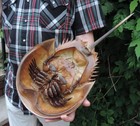 15  Long Full Horseshoe Crab Living Fossil Of Atlantic Ocean  Shell  Molt