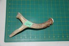 Large Branched Deer Antler Dog Chew  47   Bone Chews Deer Elk Treats Deer 1102