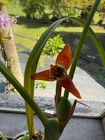 Maxillaria Tenuifolia  red Variety - The Coconut Orchid
