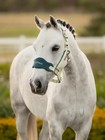 Lemieux Mini Vogue Headcollar   Leadrope - Macaron