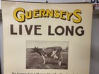 1920s Golden Guernsey  live Long  Milk Advertising Sign Dairy Cow Poster Nc