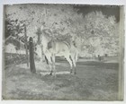 Antique Glass Plate Photo Negative - Horse At A Fence Post