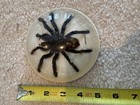 Brazilian Tarantula Specimen-preserved Natural History Display-c  35 Years Old