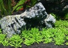 3 Pogoestemon Helferi Downois  Live Aquarium Plants Beautiful    Free S h Rare  