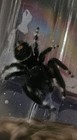  1  Bold Jumping Spider