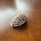 Large Tiger Cowrie Sea Shell 7cm Natural Ocean Specimen From Japan Collection