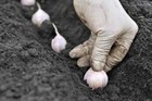 Fresh Siberian Hardneck Garlic Bulbs  2 Lbs - Plant  Grow  Or Eat