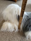 Fao Schwarz Dog 22    Plush Stuffed Animal Shaggy Sheepdog Gray White