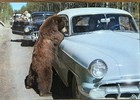 Yellowstone National Park Vintage Assorted Postcards Lot Of 32