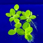 Rare Dwarf Water Lettuce Live Plant     Easy Floating Aquarium   Pond Plant