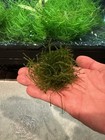Christmas Moss - Freshwater Aquarium Plant  2oz Cup      Green And Healthy  