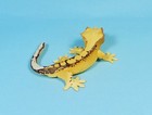 Kaiyodo Capsule Q Museum Gecko Figure Collection Yellow Crested Gecko Us Seller