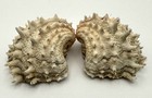 Arcinella Cornuta Spiny Jewelbox Clam Hinged Pair 33mm Vibrant Purple Interior