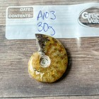Polished Sutured Ammonite Fossil Whole