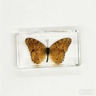 5 Pcs Real Butterfly Moth In Resin Specimen Educational Insect Collection