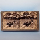 Kyoto Japan Stereoview 3d C1905 Real Photo Asia Farmer Oxen Rice Paddy Farming