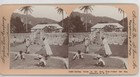 Drying Cocoa Dominica British West Indies Keystone Stereoview C1900