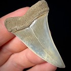 Lesser White Shark Tooth  carcharodon Hastalis  2 05  Real Fossil Shark Teeth