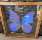 Rare Deep Blue Metallic Morpho Rhetenor Cacica Real Butterfly Double Framed 