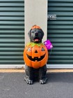 new  2 5 Ft Black Lab Halloween Dog Blow Mold Ghost Led 2025 Home Depot