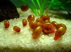 10   2 Bonus Ramshorn Snails Live Freshwater Aquarium Clean-up Crew