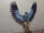 Roller Bird Taxidermy 