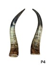 Pair Of Longhorns    Real Horn   Natural Color   Rustic Finish   19     P4