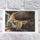 T  Boyer Philippine Eagle Book Print  2p2-y