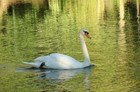 Swan Canadian Goose Art Photography Digital Picture Interior Design Bird Lovers 