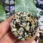 Natural Spotted Stone Carved The Snake Quartz Crystal  reiki Heal 1pc