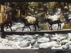 Muir Trail Sierra   Yosemite California Rare 1940s 8mm Home Movie Film Reel C583