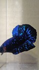 Vip Blackstar Black Stardust Nebula Male Live Betta Fish