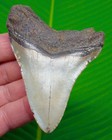 Megalodon Shark Tooth  Real Fossil - 3 60     Sharks Teeth