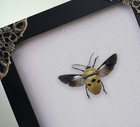 Real Framed Faced Beetle Insect Taxidermy Shadow Box Oddities Curiosity Wall Art