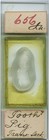 Antique Microscope Slide From J Needham Collection - Pig Tooth
