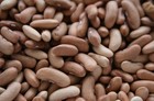 Contender Stringless Bush Green Bean - Fresh Seeds 2026  Early Heirloom          Usa