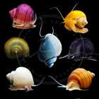 Florida Mystery Snails Live 5 Pack Assorted Freshwater Aquarium Algae Eaters