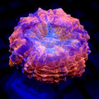 Acanthophyllia Meat Coral Orange 1 5-2  Small Wysiwyg - Indigo Corals - Ic 3420