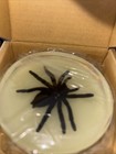 Spider Specimen Lucite As Is New For Educational  Glow In Dark