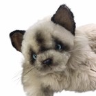Applause Avanti Himalayan Cat Plush Realistic Vtg Stuffed Animal 24    1983 Italy