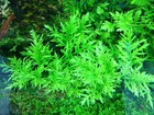 Organic Water Wisteria Hygrophila Difformis Live Aquarium Plant - Buy1get150 