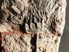 Nice  430 Million Year Old  Crinoid Fossil Or Sea Lily Fossil Morocco 838gr