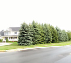 100 Col  Blue Spruce 10 -15  Seedlings_fresh Dug_grower Direct_ Mid-april Ship