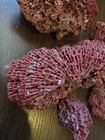 Red Pipe Organ Natural Reef Coral Ocean Fossil Crystal Tubipora Musica 402 Grams