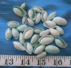   Atlantic Bubble Shells   25    Pale Green   Seashells   Sailor s Valentines  