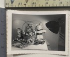 Vintage Original Photograph Easter Still Life Easter Rabbit  Nice Image
