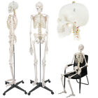 70 8  Human Skeleton Life Size Medical Model For Anatomy Study W rolling Stand