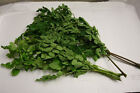 30 Moringa Relaxation Tea Bags  - Anxiety  Stress  Calm  Sleep   More